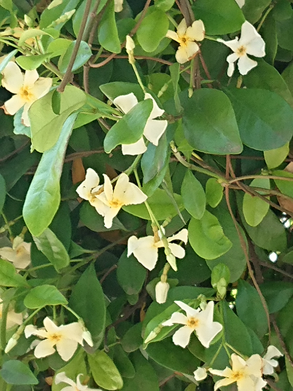 栗山公園調査 植栽調査09 蔓植物編 その2 テイカカズラ 小金井市環境市民会議 生活環境部会